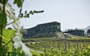Cantina Tramin wijnmakerij - Casa del vino Amsterdam