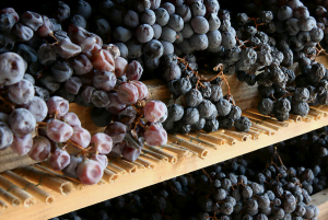Amarone grapes