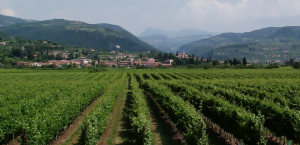 Valpolicella winery
