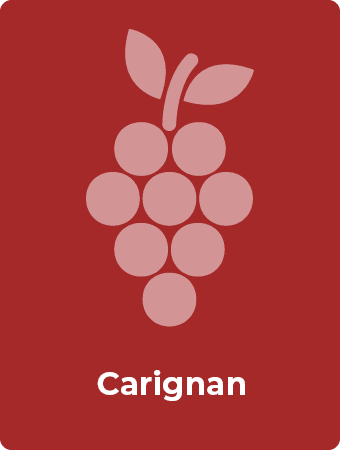 Carignan druif