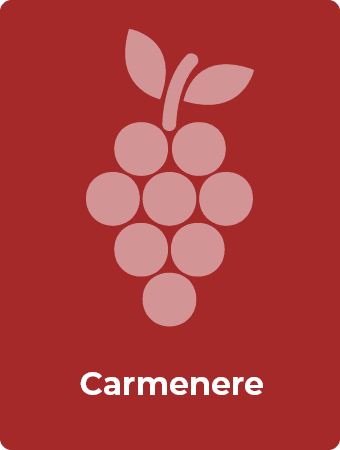 Carmenere druif