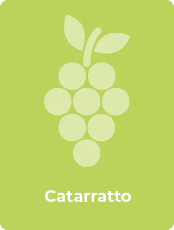 Catarratto druif