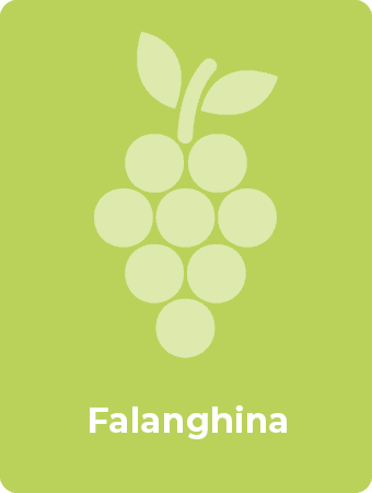 Falanghina druif