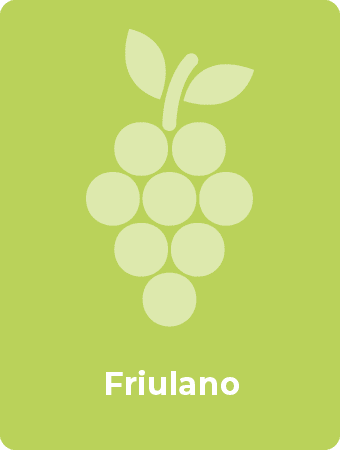 Friulano druif