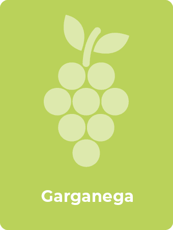 Garganega druif