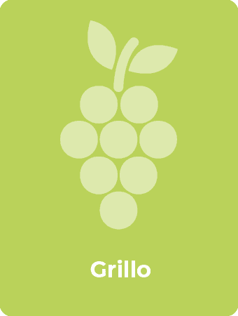 Grillo druif