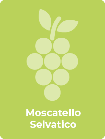 Moscatello Selvatico druif