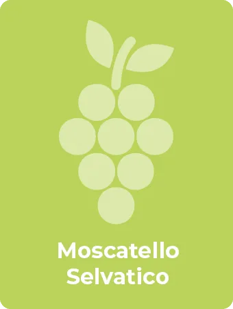 Moscatello Selvatico druif