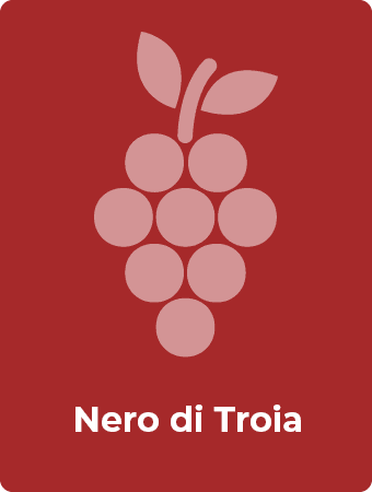 Nero di Troia druif