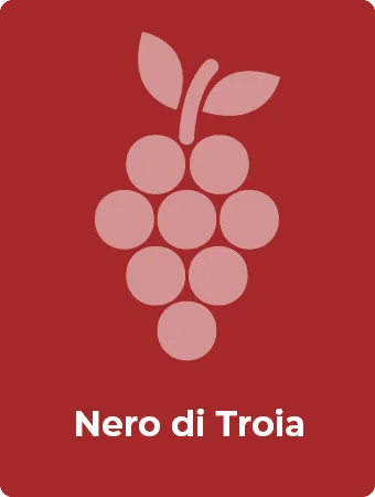 Nero di Troia druif