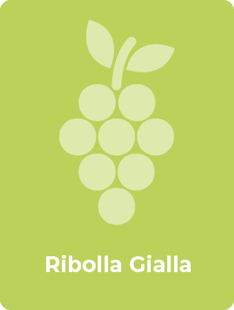 Ribolla Gialla druif