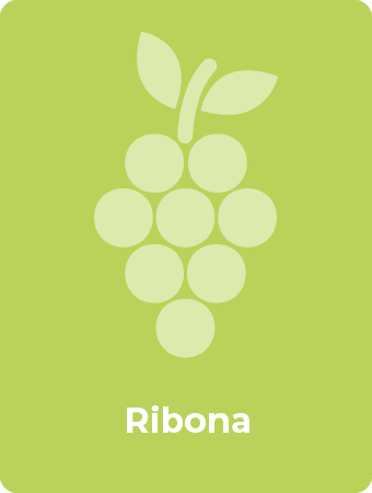 Ribona druif