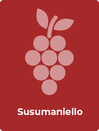 Susumaniello druif