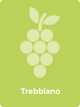 Trebbiano druif