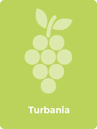 Turbania druif