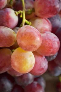 druif pinot grigio